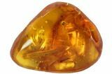 Detailed Fossil Fly (Diptera) & Wood Splinter In Baltic Amber #90869-3